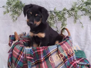 Mixed Breed dogs for sale: Captain - Ad 3