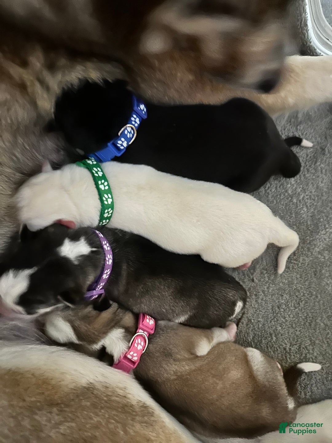 Siberian Husky dogs for sale: Ghost - Ad 9