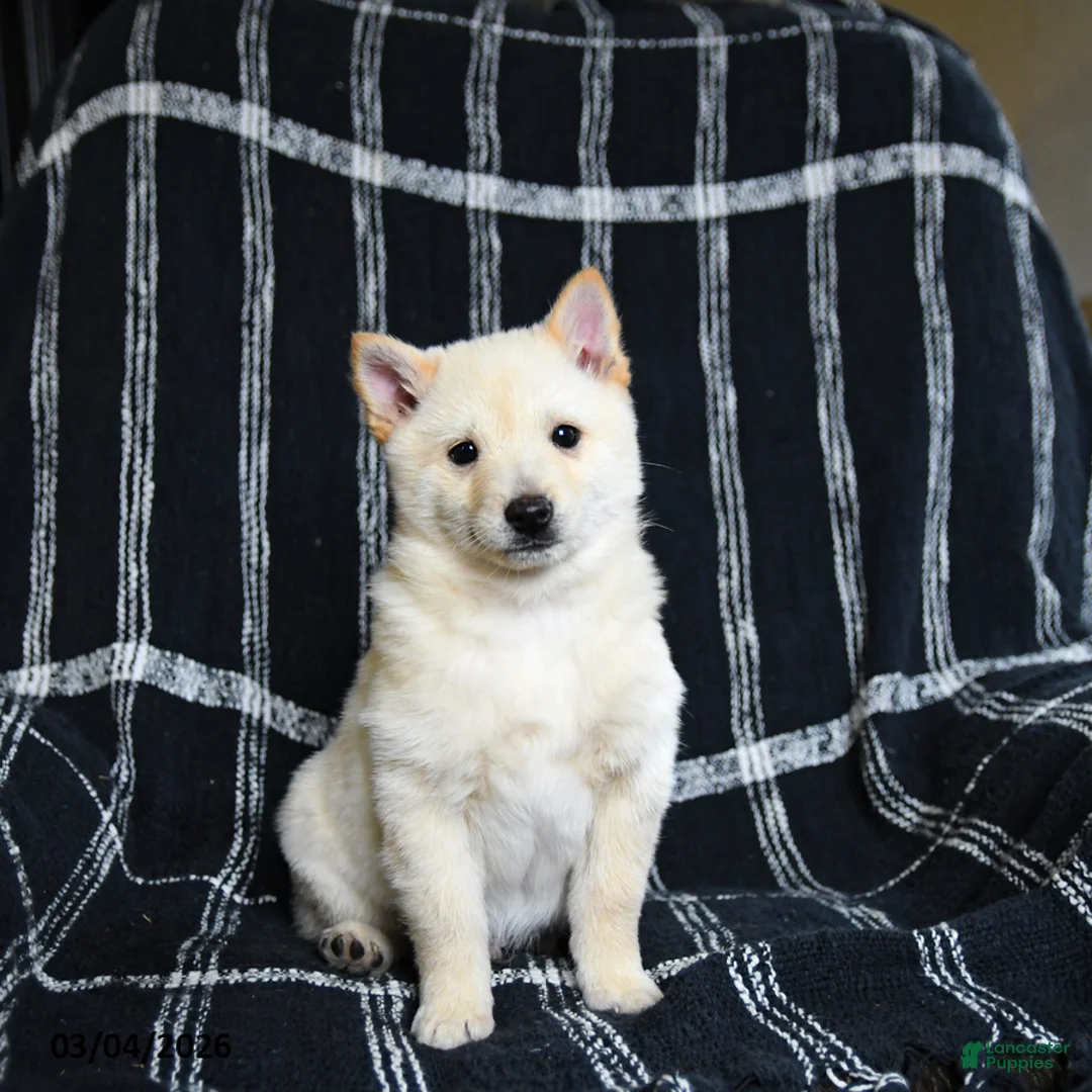 Schipperke dogs for sale: Flicker - Ad 1