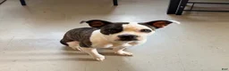 Mixed Breed dogs for sale: Matilda - Ad 3