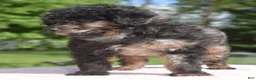 Toy Poodle dogs for sale: Bella Merle female puppy - Ad 9