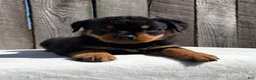 Rottweiler dogs for sale: Reba - Ad 3