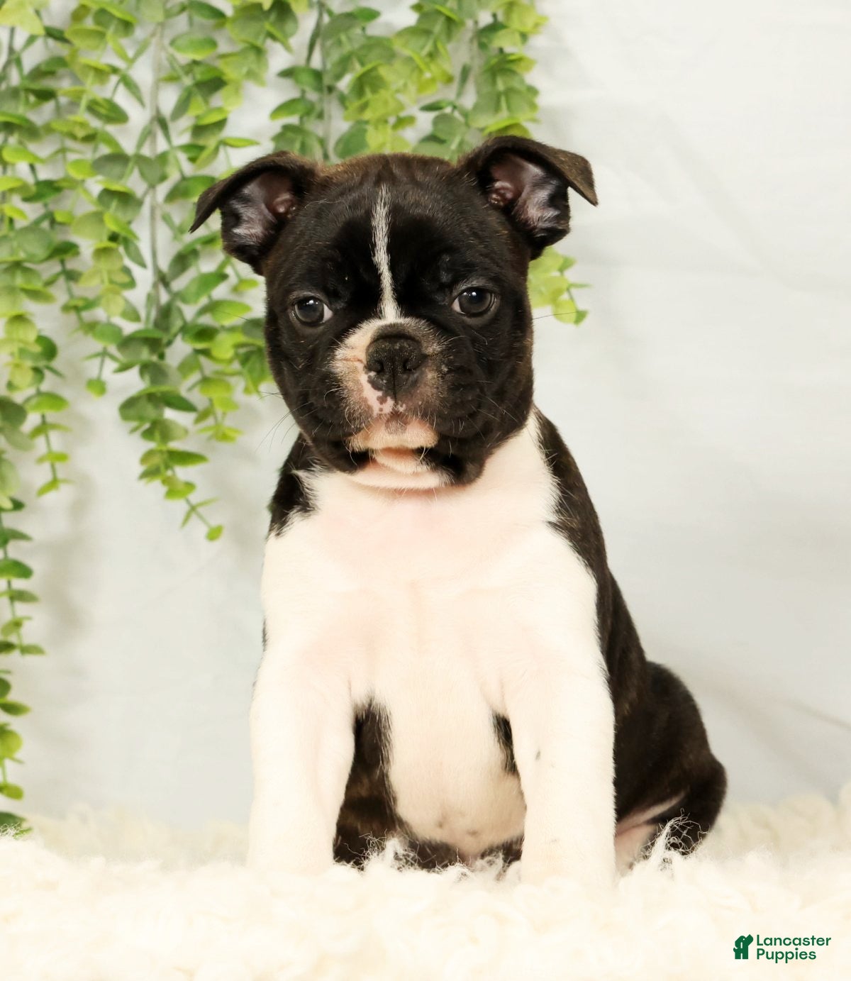 Frenchton dogs Malta - Ad 1