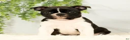 Frenchton dogs for sale: Malta - Ad 1
