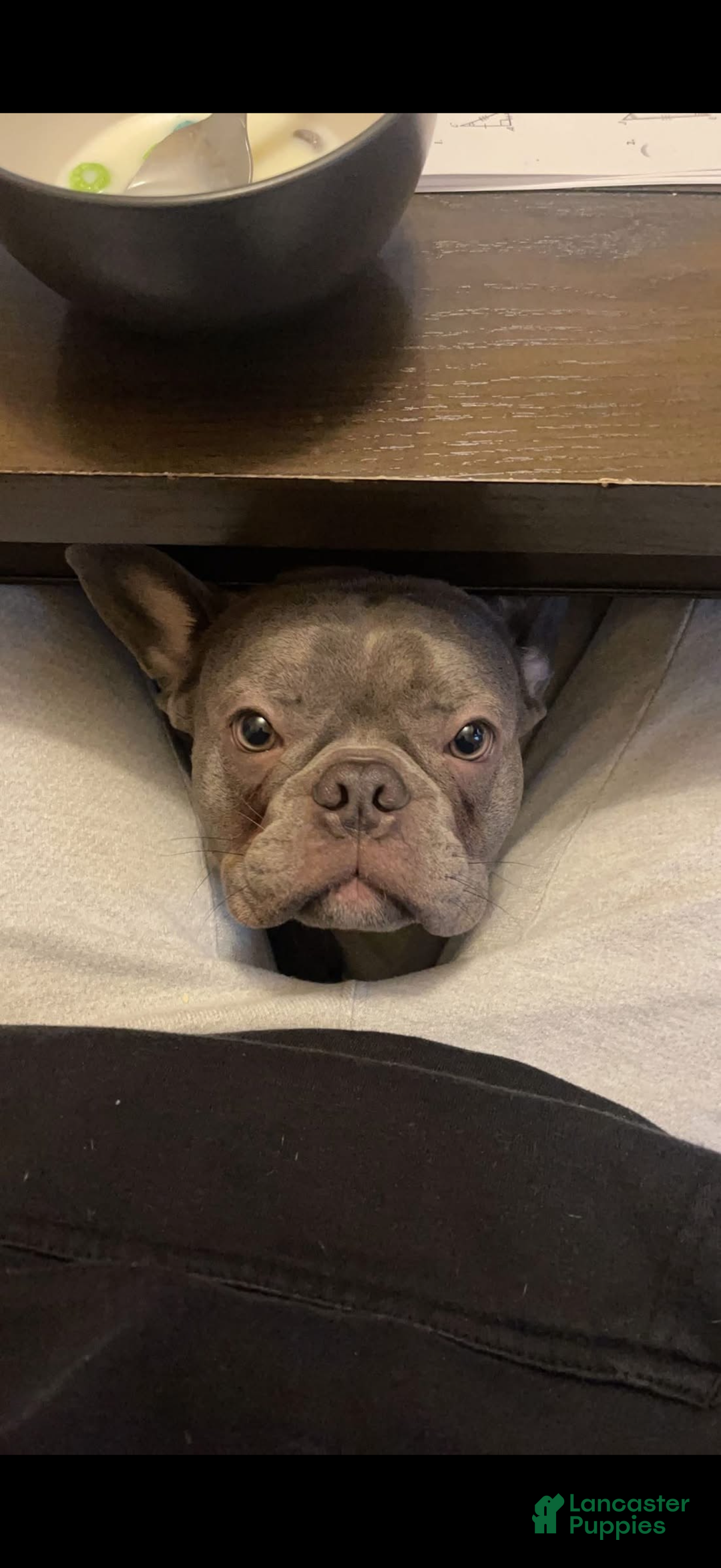 French Bulldog dogs for sale: French Bulldog Puppy 6 - Ad 3