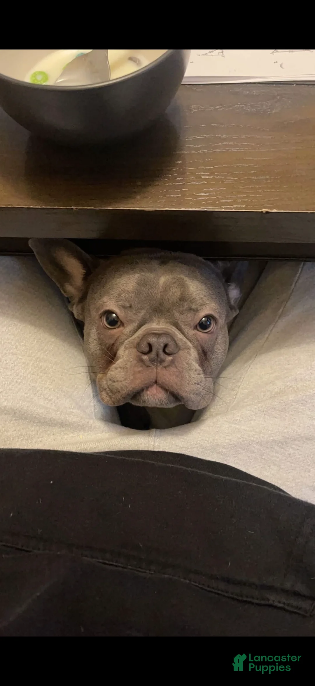 French Bulldog dogs for sale: French Bulldog Puppy 6 - Ad 3