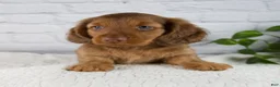 Miniature Dachshund dogs for sale: Felix - Ad 4