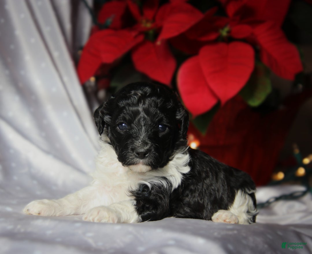 Cockapoo dogs for sale: Dazzle - Ad 2