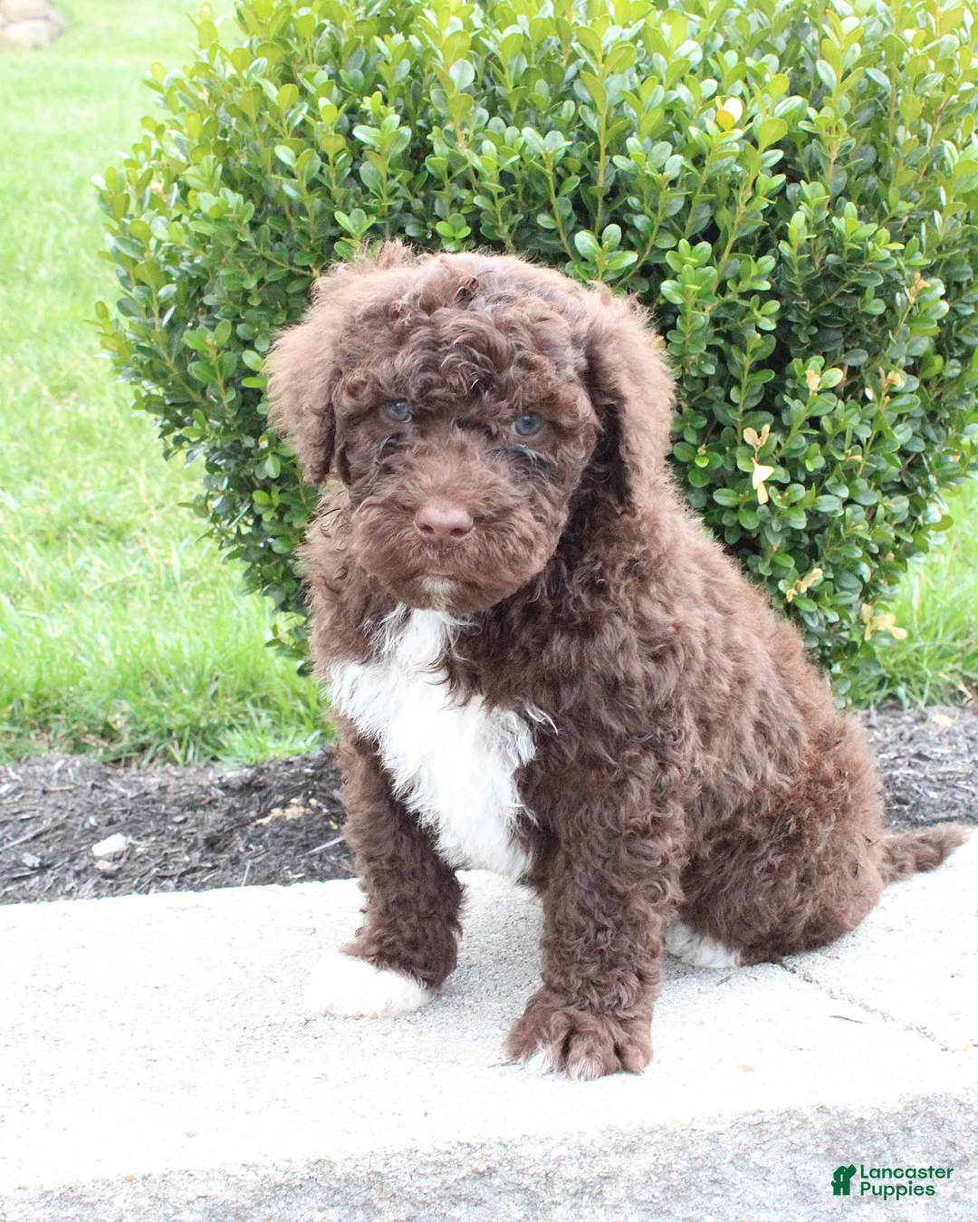 Portuguese Water Dog dogs for sale: Fritz - Ad 1