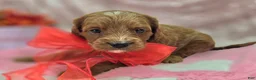Cavapoo dogs for sale: Iceberg - Ad 29