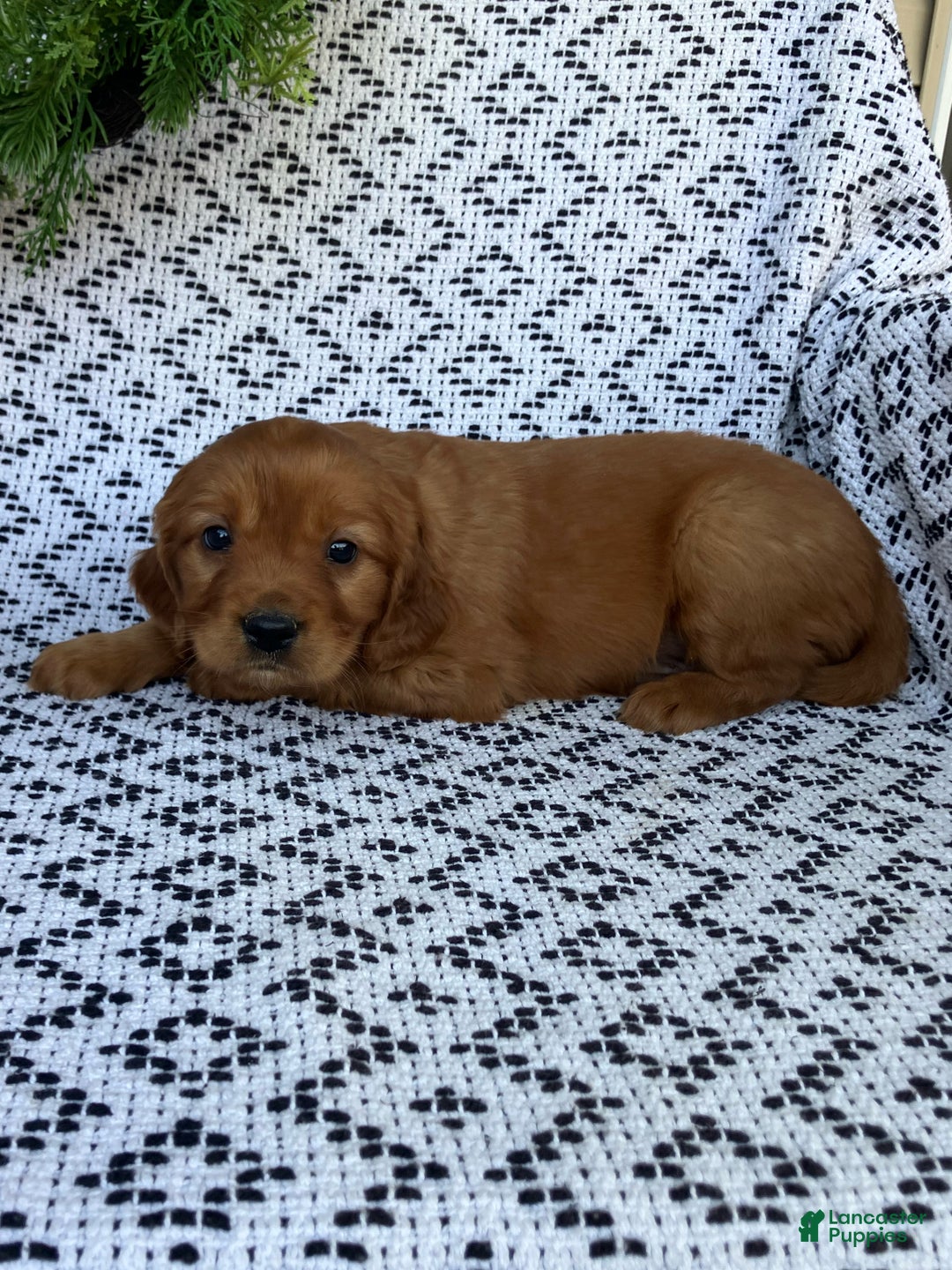 Miniature Golden Retriever dogs for sale: Leo - Ad 4