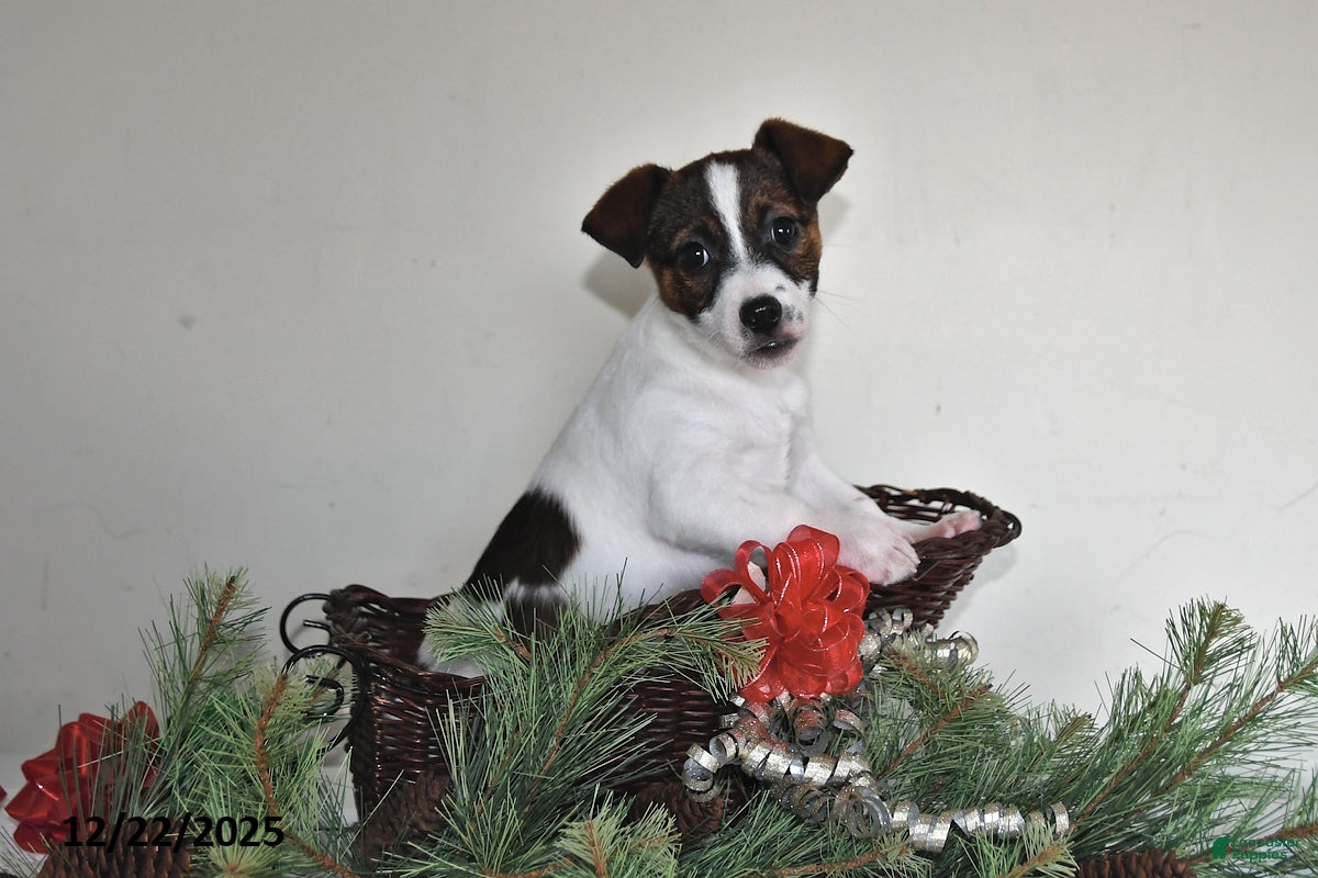 Jack Russell Terrier dogs Daisy - Special Needs - Ad 5