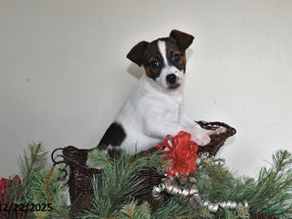 Jack Russell Terrier dogs Daisy - Special Needs - Ad 5