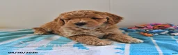 Mini Goldendoodle dogs for sale: Shadow - Ad 3