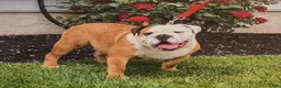 English Bulldog dogs for sale: Tessie - Ad 6
