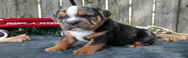 Topher