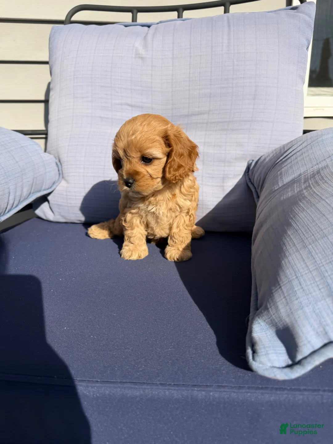 Cavapoo dogs for sale: Cavapoo Puppy 2 - Ad 2