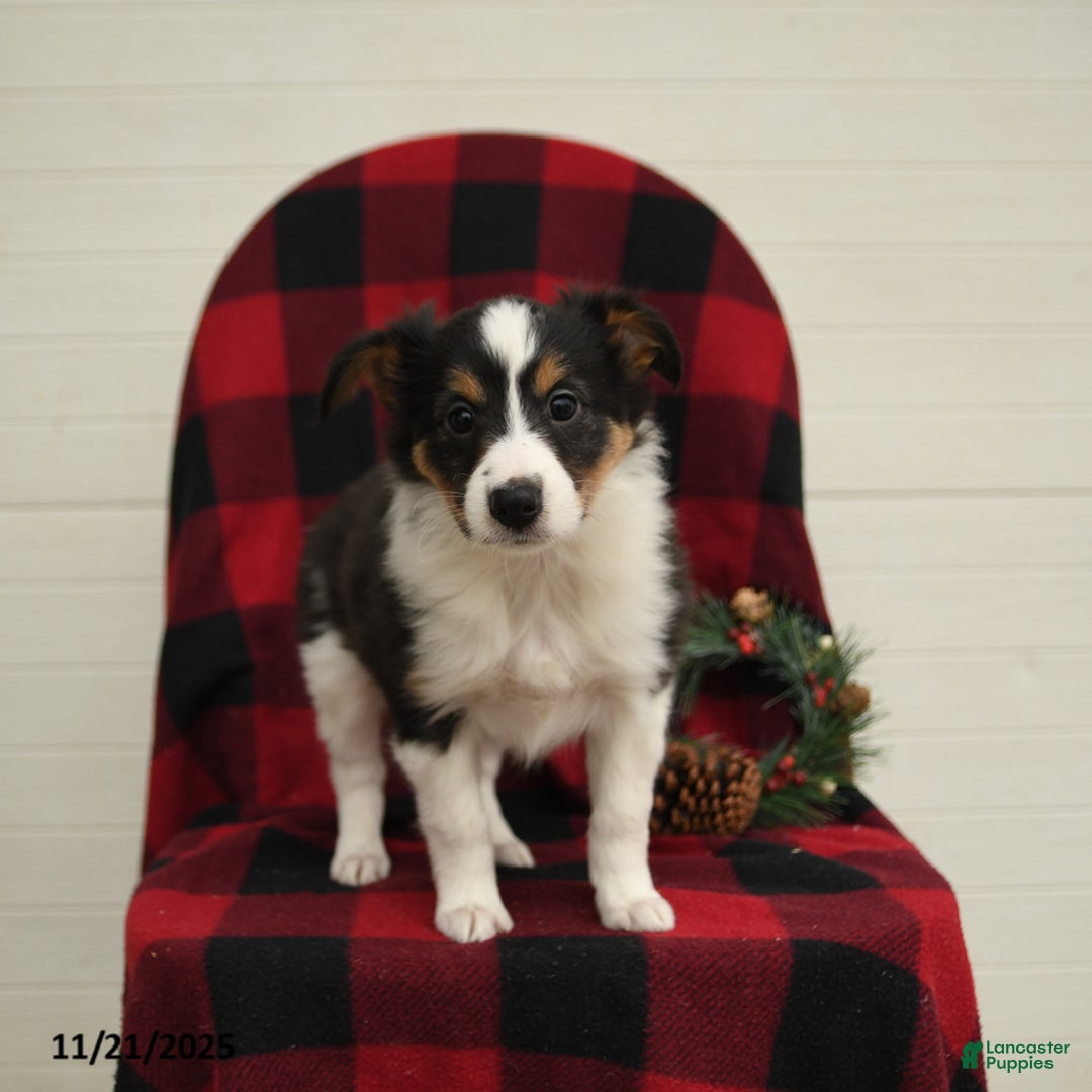 Mixed Breed dogs for sale: Paloma - Ad 4