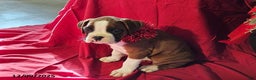 Boxer dogs for sale: Dancer - Ad 2
