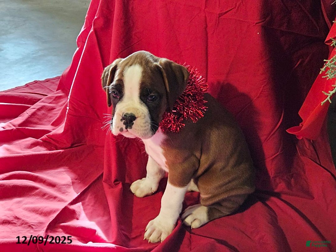 Boxer dogs for sale: Dancer - Ad 2