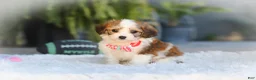 Cavachon dogs for sale: Scout - Ad 5