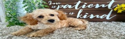 Maltipoo dogs for sale: Eldo - Ad 12