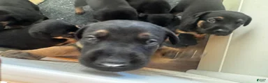 Mixed Breed 5