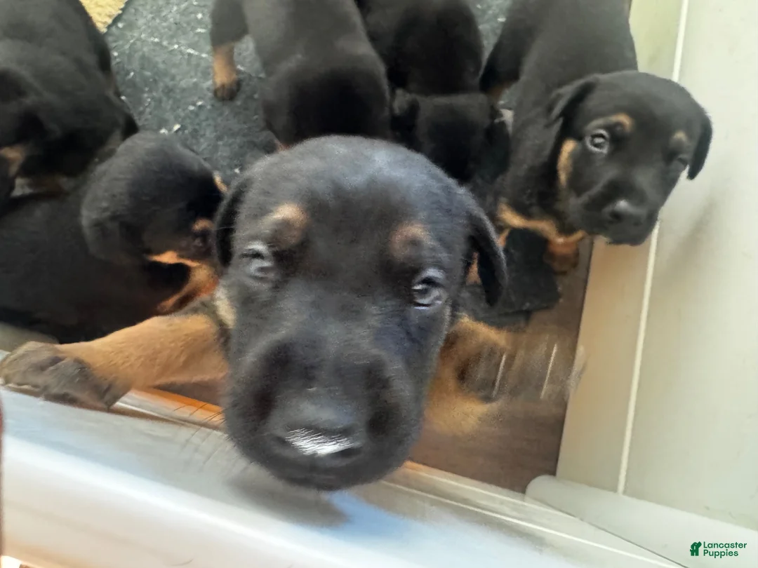 Mixed Breed dogs for sale: Mixed Breed 5 - Ad 1