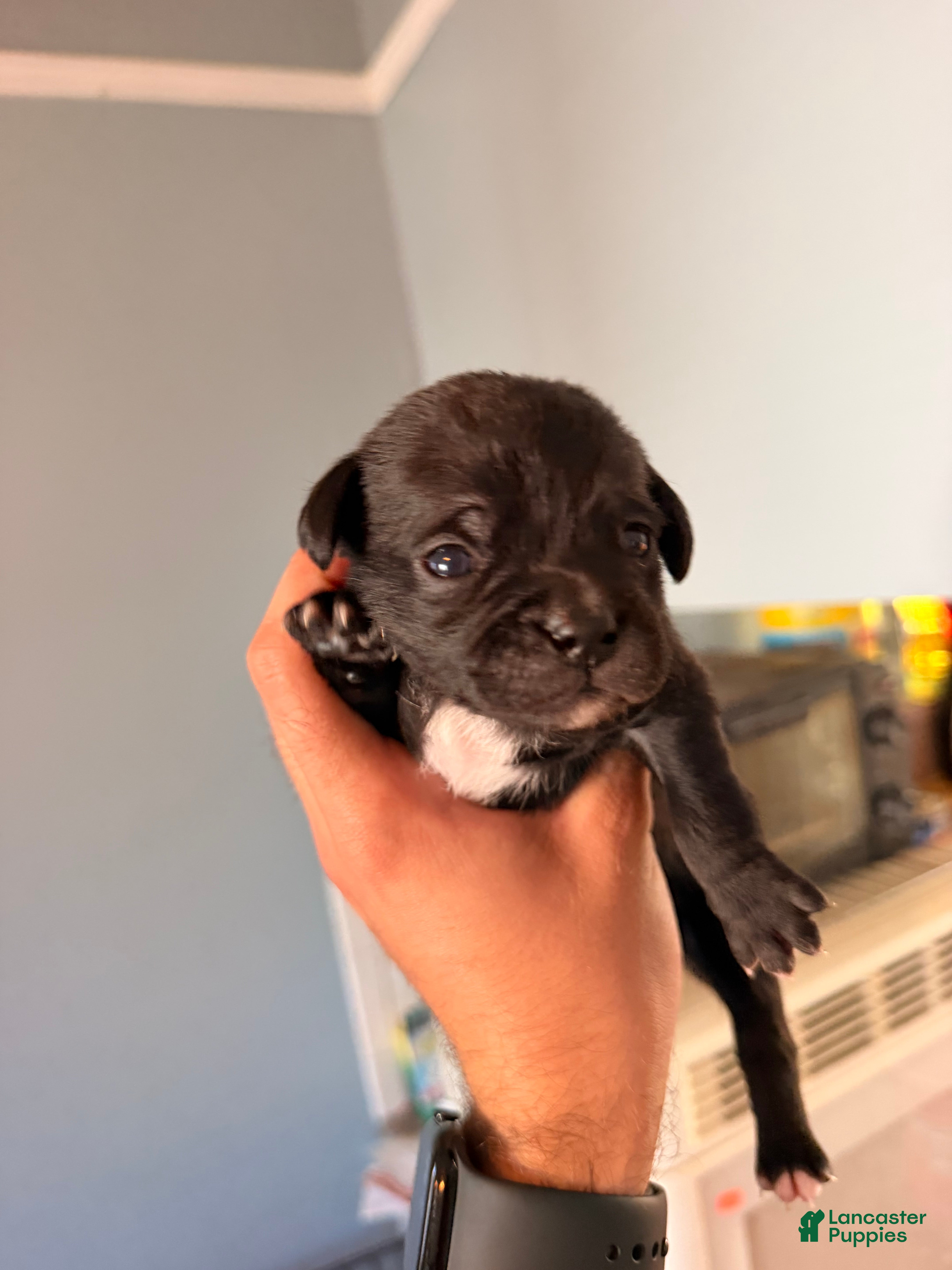 Mixed Breed dogs for sale: Chug 2 - Ad 10