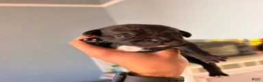 Chug 2