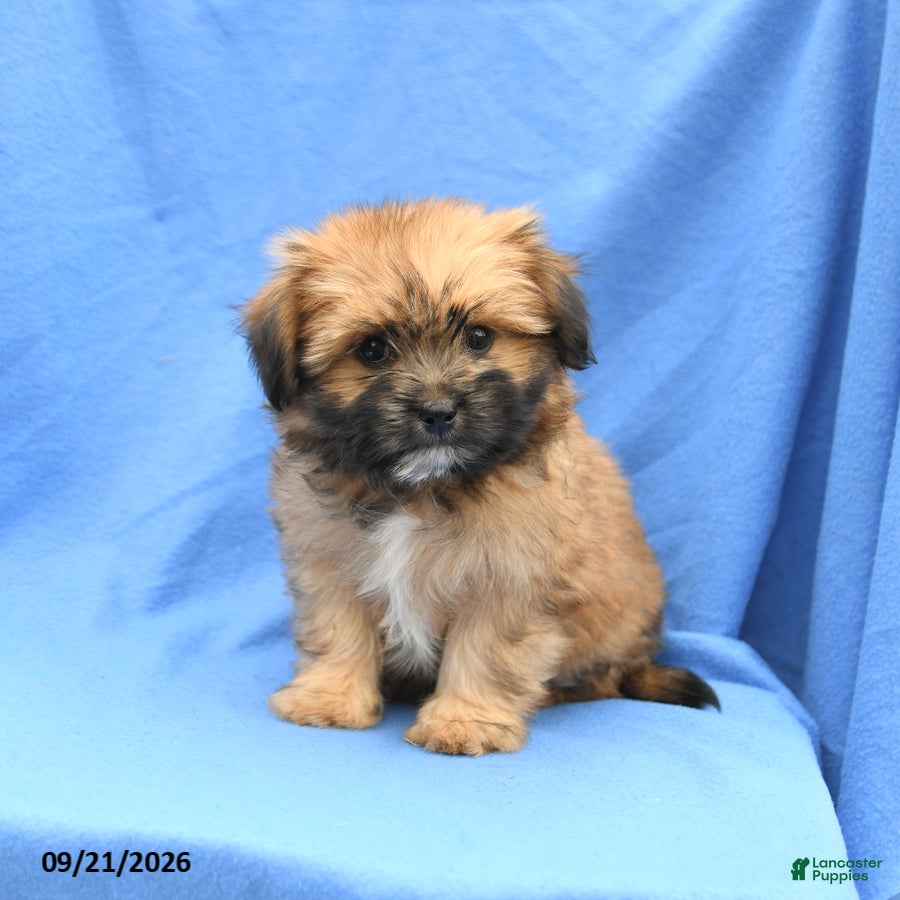 Mixed Breed dogs Gizmo - Ad 2