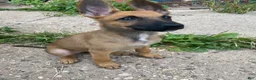 Mixed Breed dogs for sale: Mixed Breed 1 - Ad 10