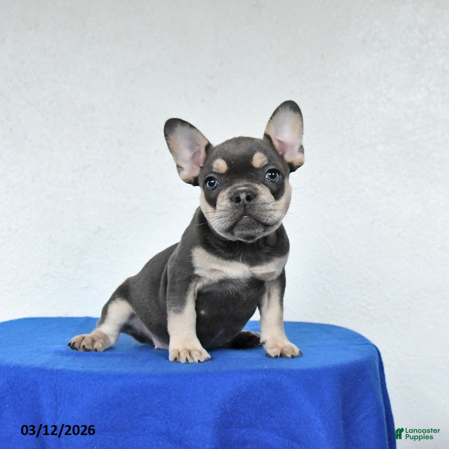 French Bulldog dogs Beauty - Ad 2