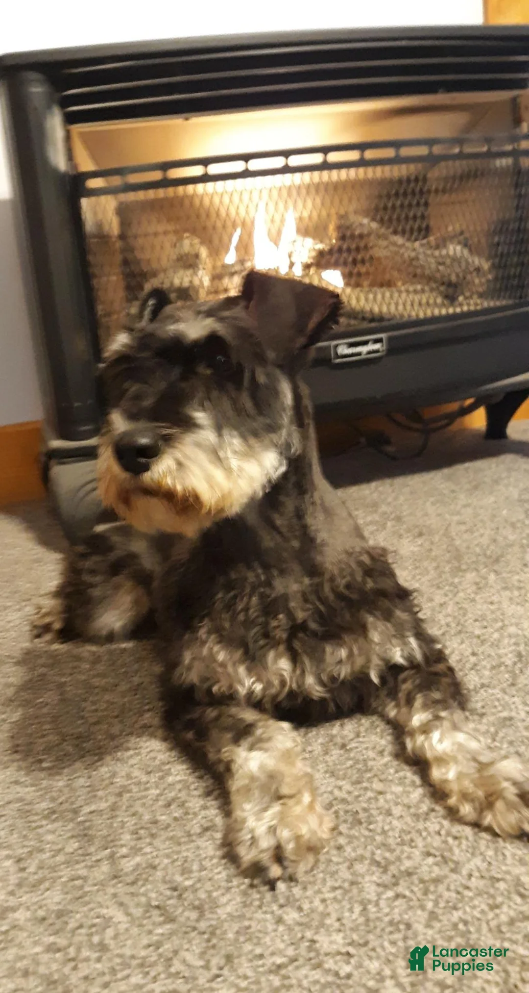 Miniature Schnauzer dogs for sale: AKC Hot Rod - Ad 4