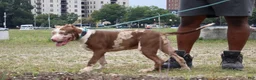 American Bully dogs for sale: Iris - Ad 12