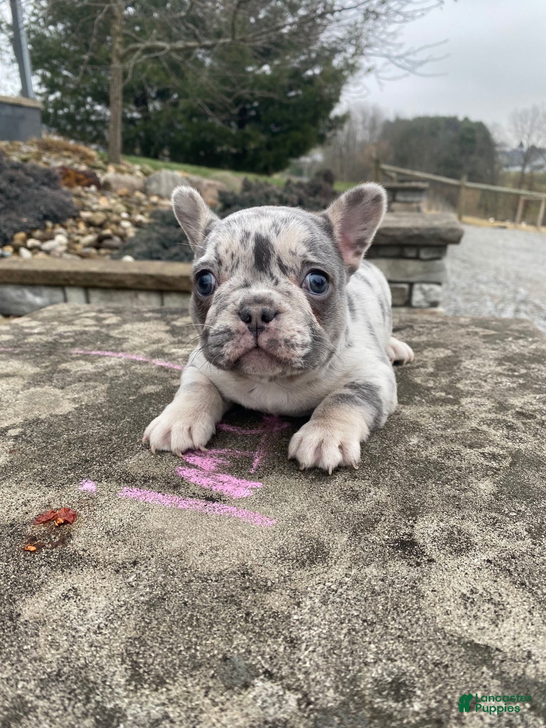 French Bulldog dogs for sale: Sammy - Ad 1
