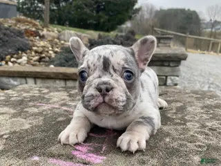 French Bulldog dogs Sammy - Ad 2