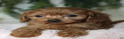 Mini Goldendoodle dogs for sale: Mini Goldendoodle 6 - Ad 2
