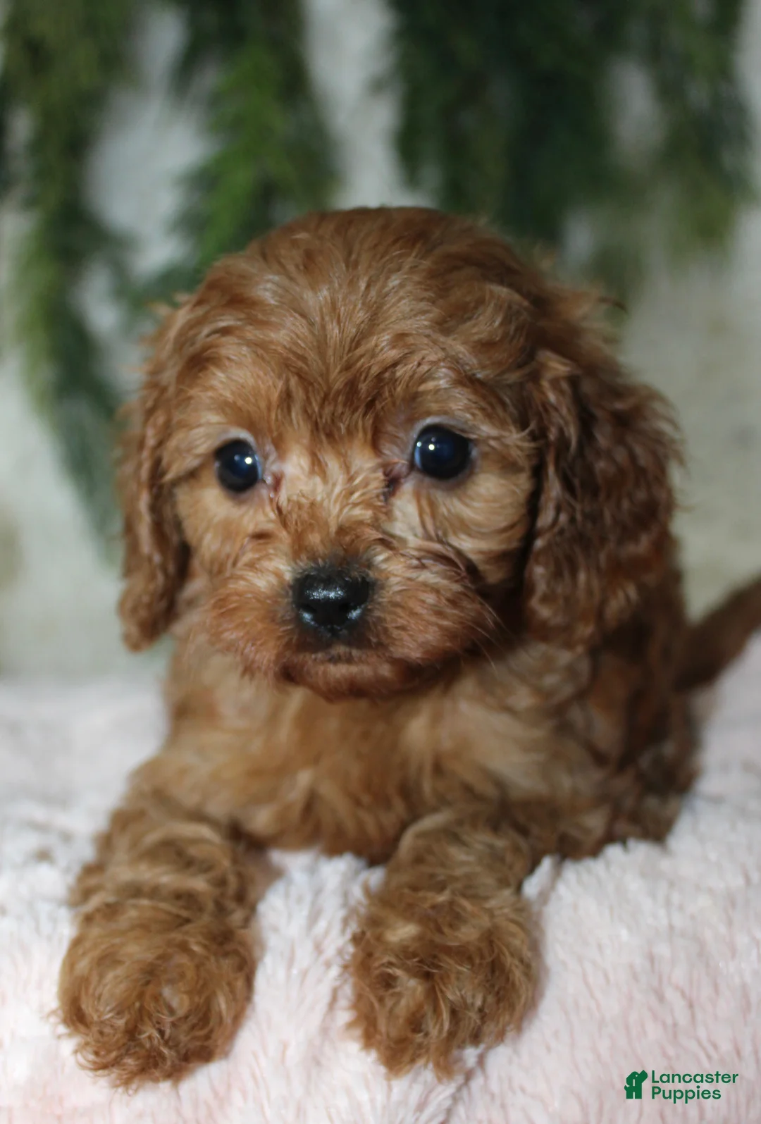 Mini Goldendoodle dogs for sale: Mini Goldendoodle 6 - Ad 2
