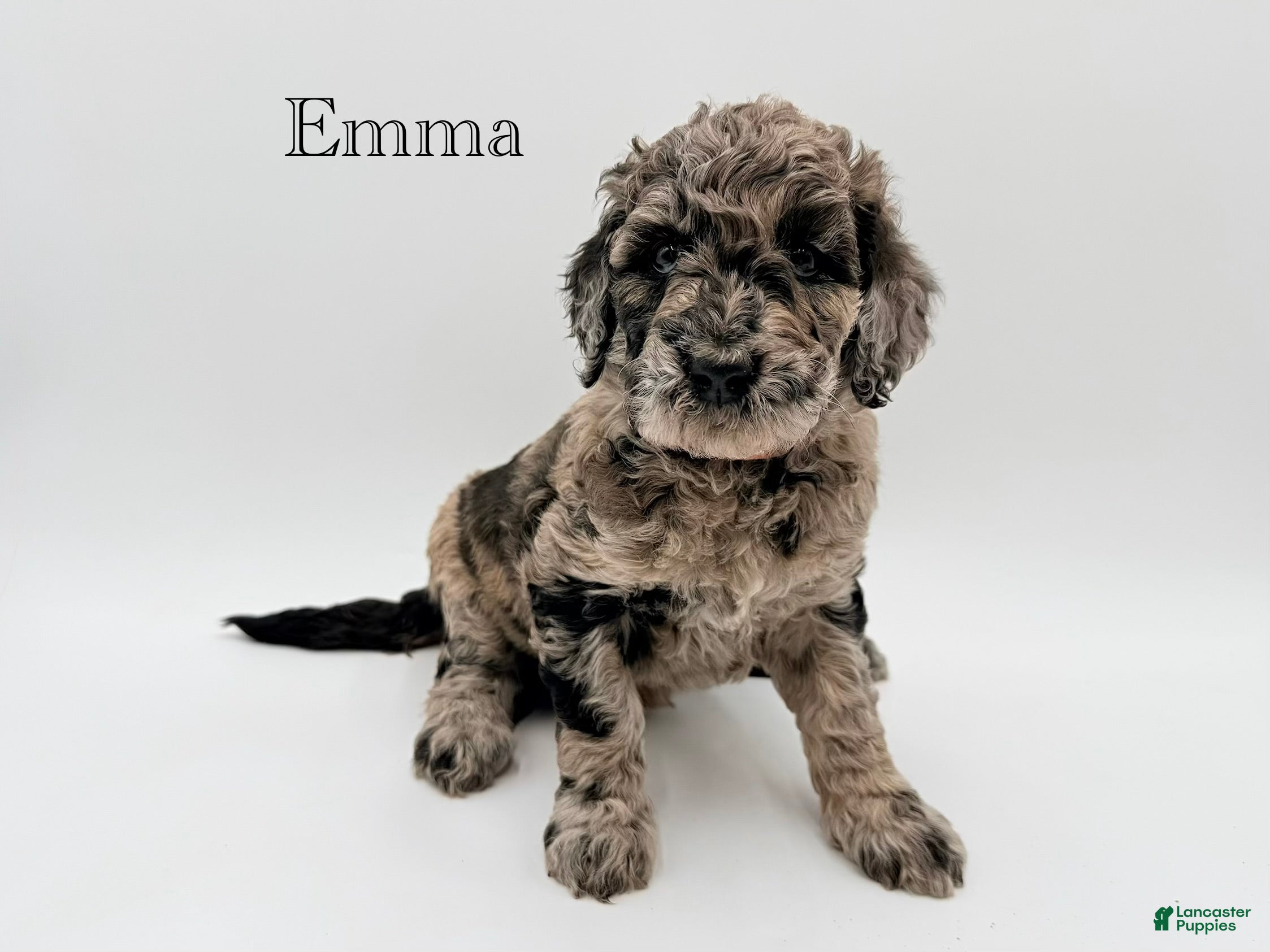 Goldendoodle dogs Emma - Ad 4