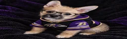 Mixed Breed dogs for sale: Mixed Breed 1 - Ad 3