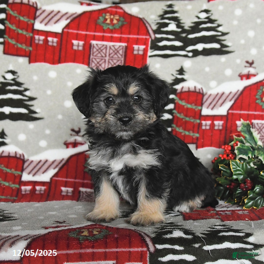 Maltipoo dogs for sale: Bear - Ad 1