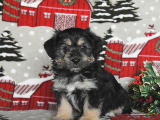 Maltipoo dogs Bear - Ad 29