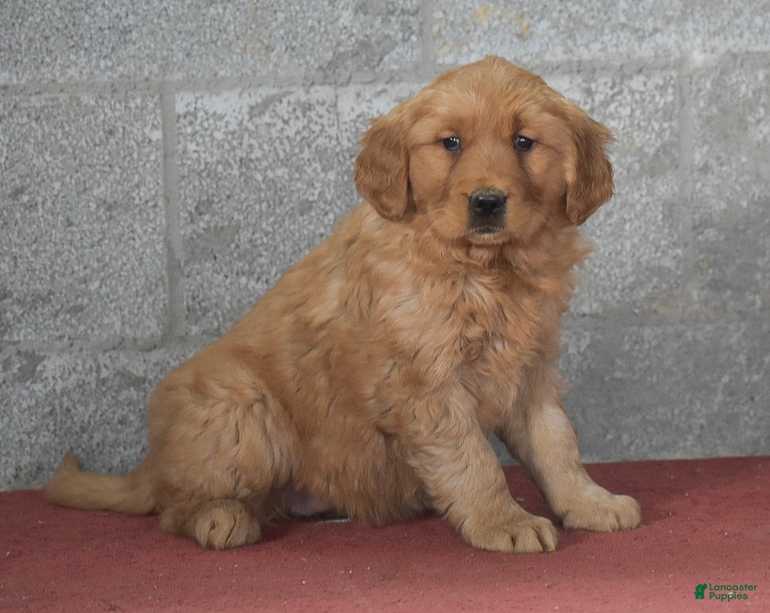 Golden Retriever dogs for sale: Darla - Ad 5