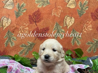 Golden Retriever dogs - Ad 2