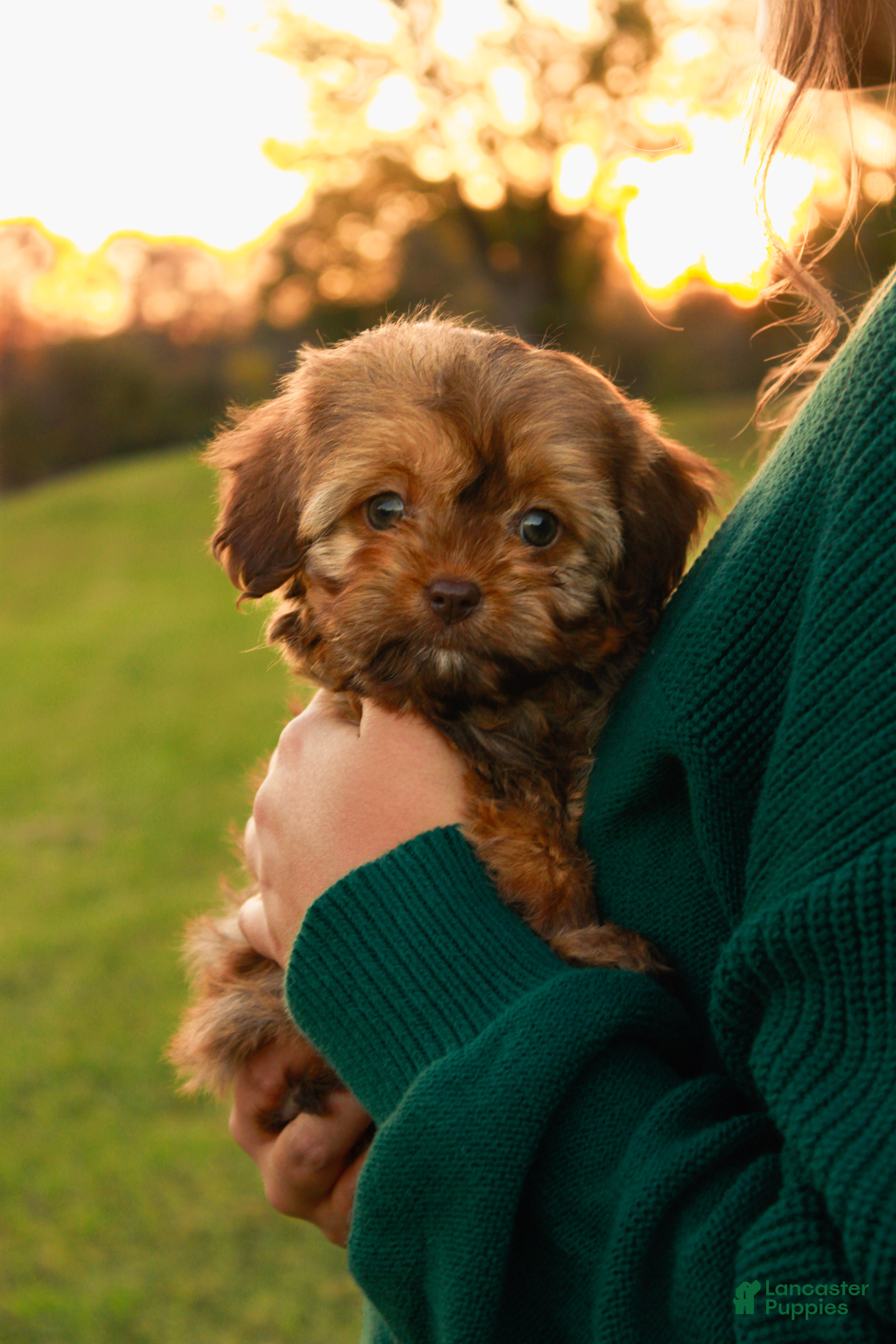 Cavapoo dogs for sale: Bambi - Ad 1