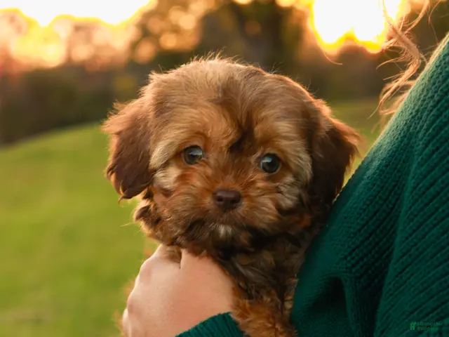 Cavapoo dogs for sale: Bambi - Ad 1