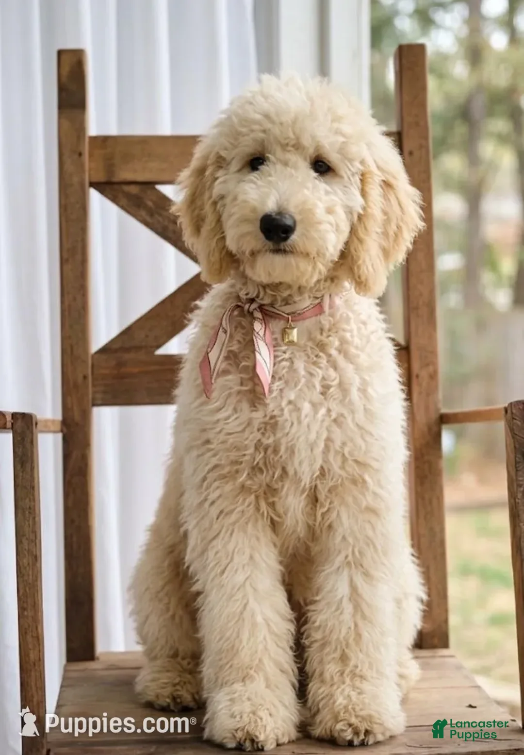 Goldendoodle dogs for sale: Ember - Ad 1