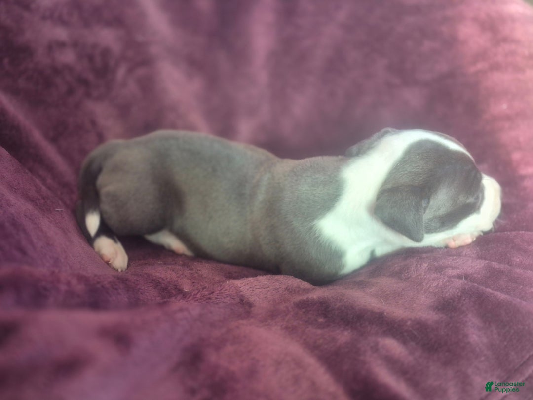 American Pit Bull Terrier dogs for sale: Morgana - Ad 1