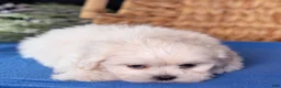 Teddy Bear dogs for sale: Lafayette - Ad 3